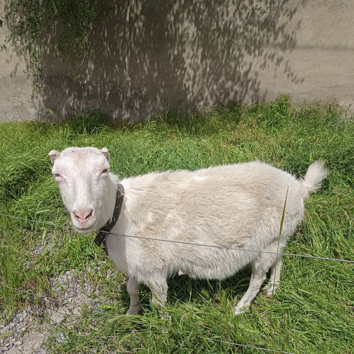 Заанен лақтар Ламанча ешкі