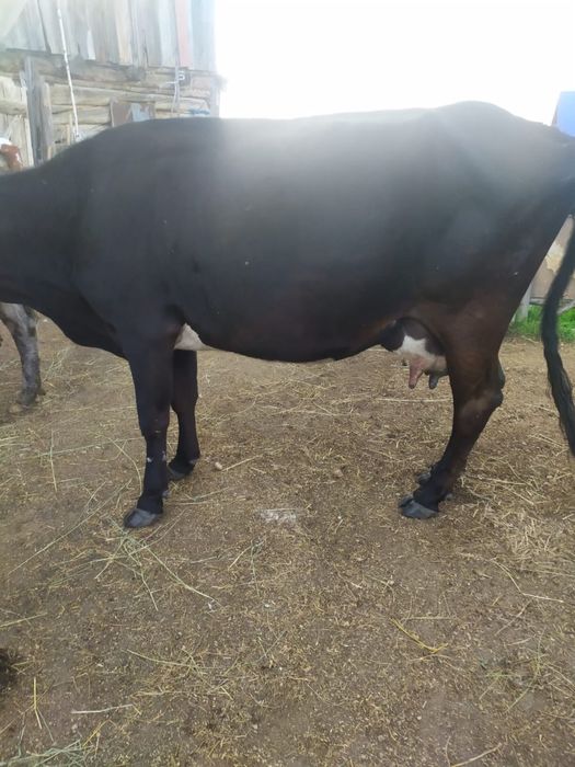 Продам корову с телёнком