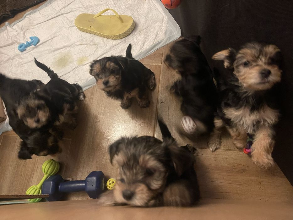 Йорита момиченца