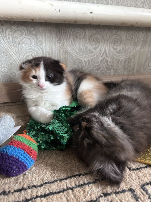 Отдаем котят в добрые руки