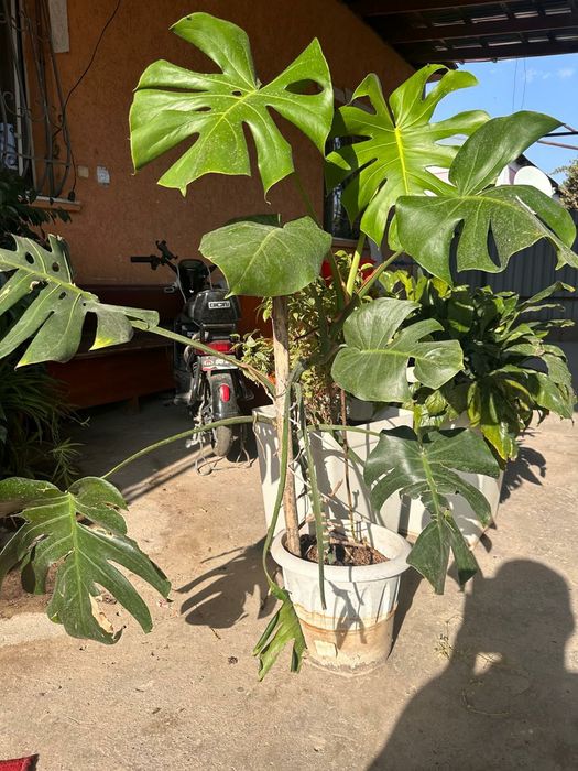 Комнаты цветы и офисные