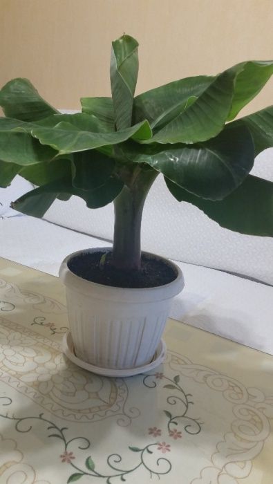 Продавам банани изгодно ПРОМОЦИЯ