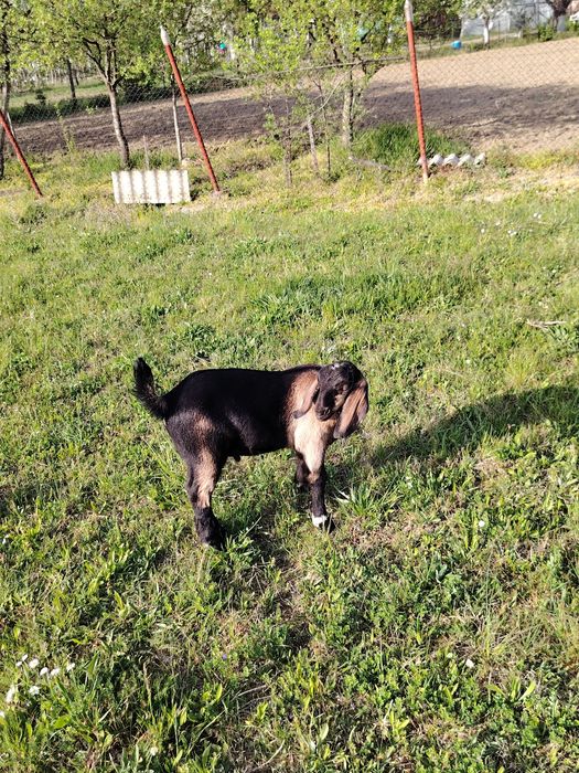 Tapisor anglo nubian de vânzare