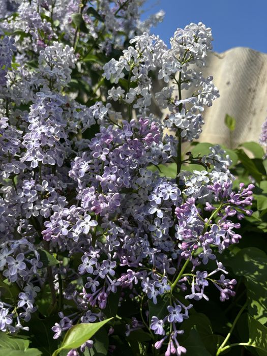 Апрельская сирень