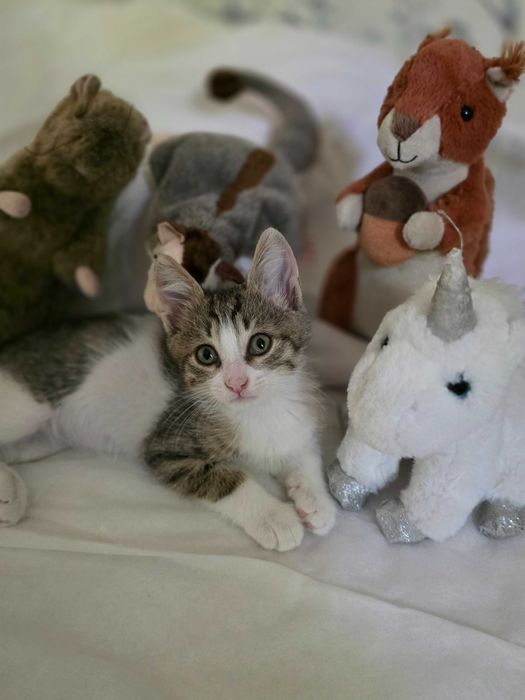 Котенок в добрые руки