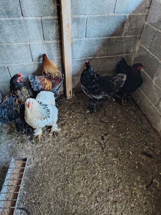 Cocoșii cochinchina