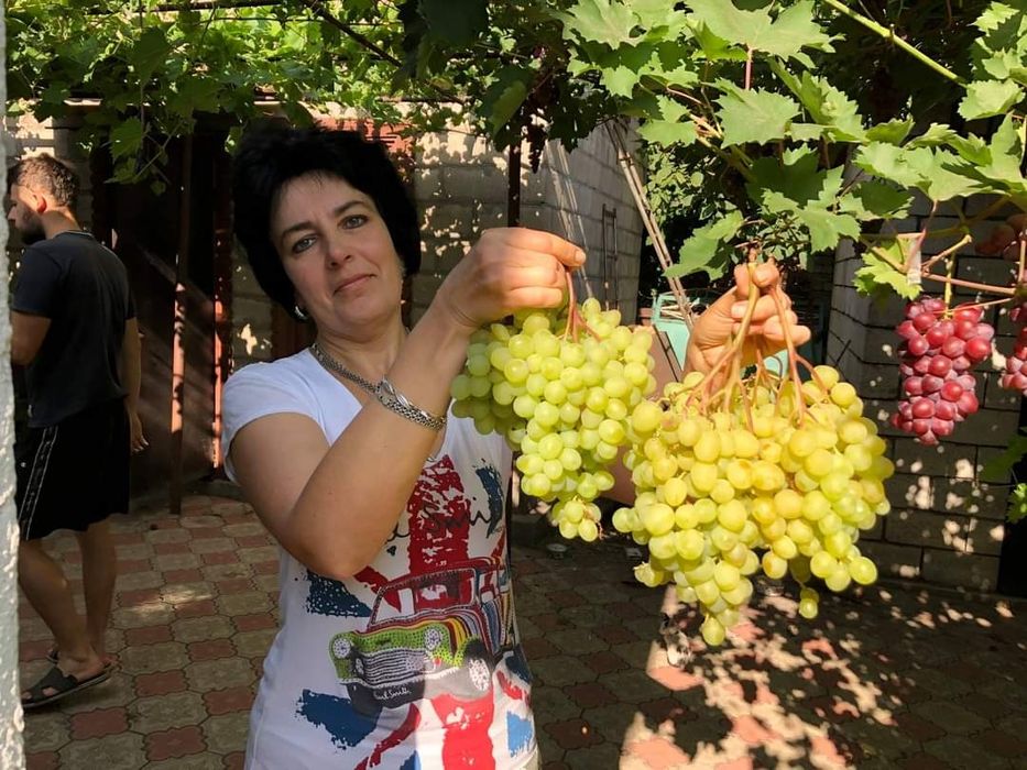 Vita de vie soiuri Apirene la ghiveci