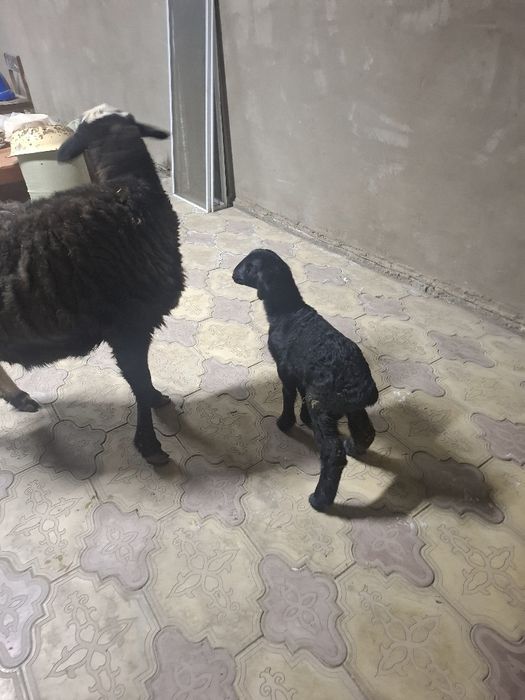 Қозылы қой сатылады