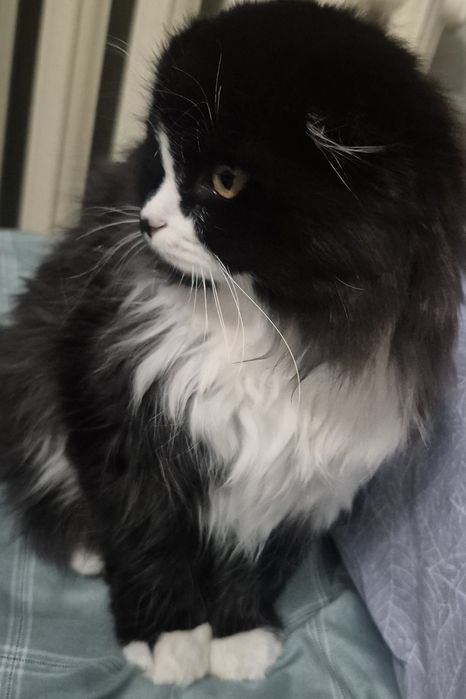 Кошка.          .