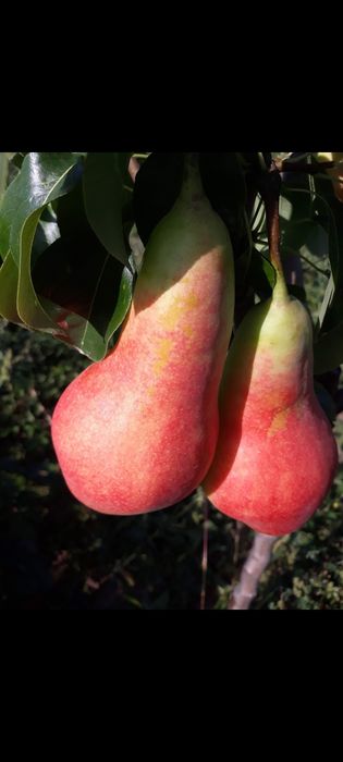 Pomi fructiferi certificati