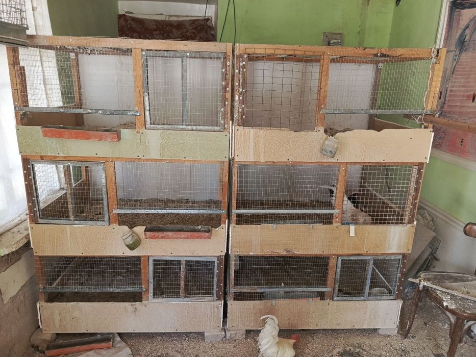 Katak tovuq xuro'zlarga
