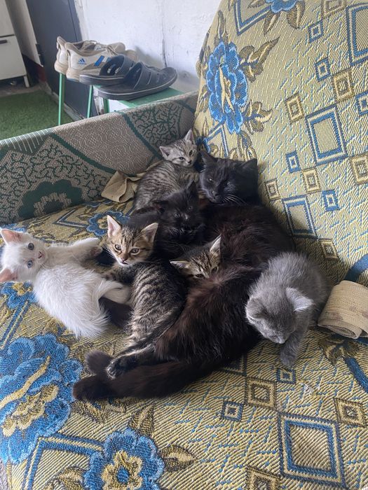 Одам котят бесплатно