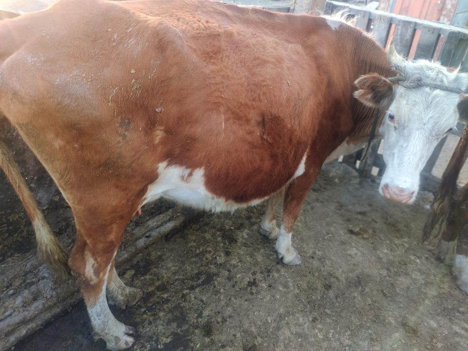 Бұзаулы сиыр 400000