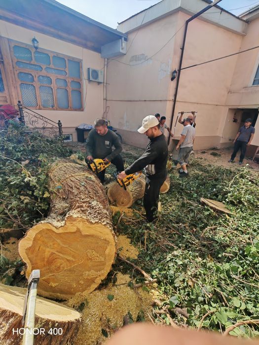 Обрезка спил деревя дарахт кесиш хизмати  daraxt kesish буталаш