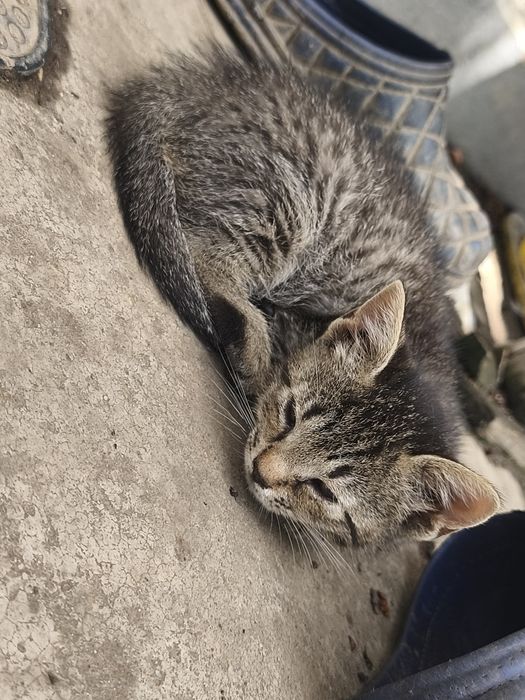 Donez 2 fetițe jucause