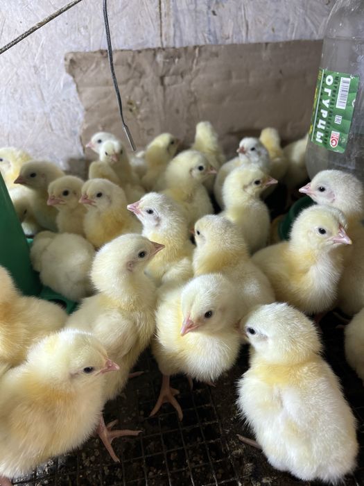 Бройлер кобб 500