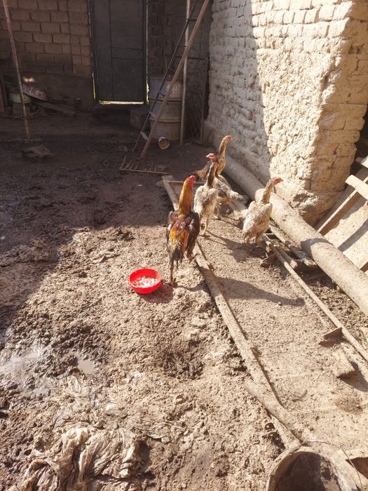 Дакан товукни тухумлари,бостириш учун