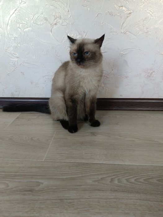 Кошка сиамская породистая