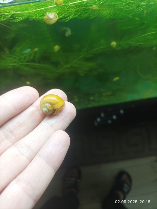 Ампулярии. Молодь