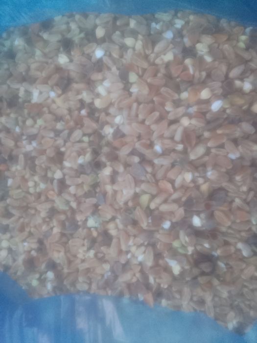 Зерноотходы  Овёс Сечка Отруби Полова