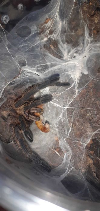 Tarantule Negre Chilobrachys