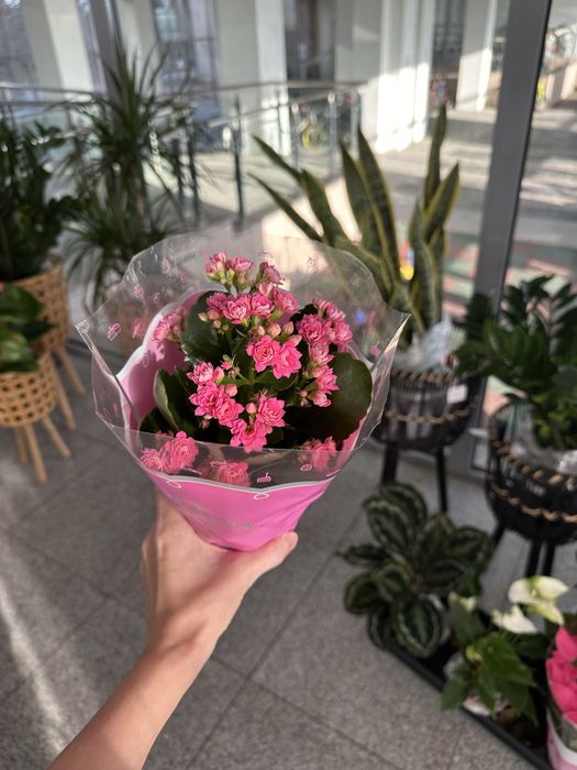 Комнатные цветы по 3500