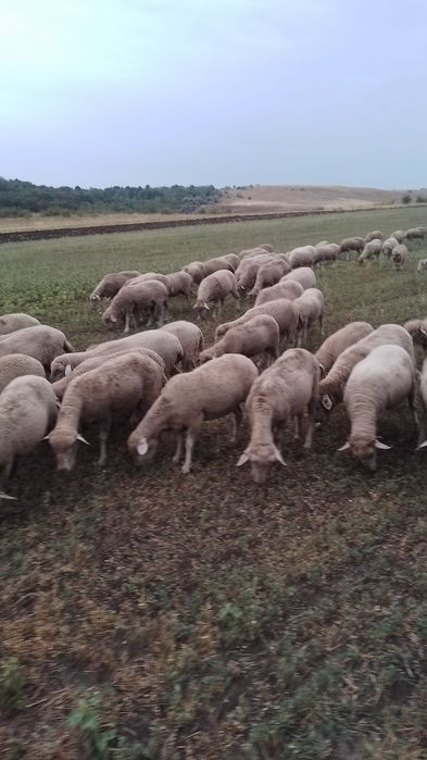 Vind 200 de oi merinos de Palas