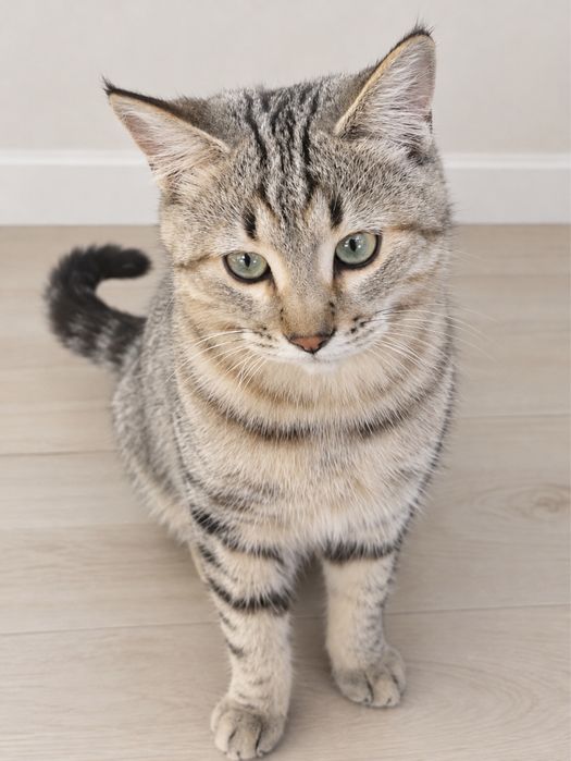 Котенок мальчик ищет добрых хозяев