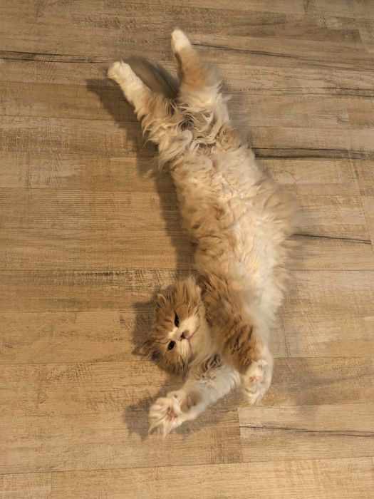 Две мъжки котенца персийско-ангорски