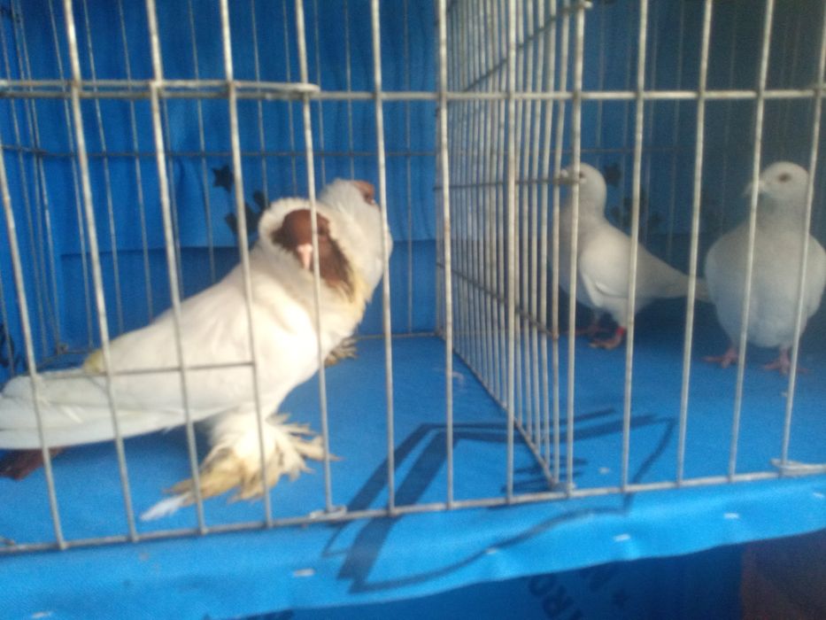 Vând porumbei de rasa