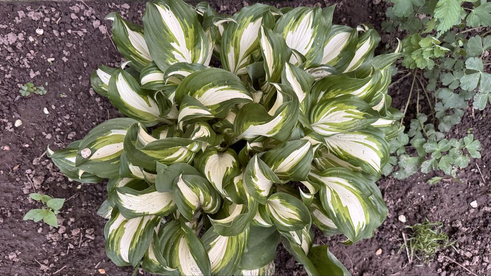 Хоста гибридная сорт Captain Kirk