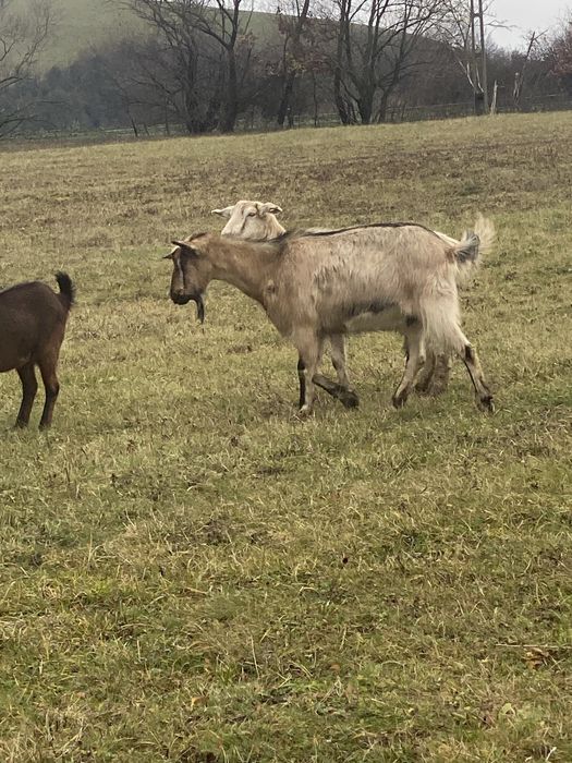 Vand 5 capre gestanete