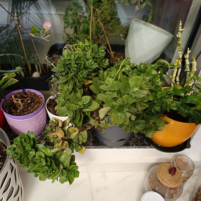 Стайни и градински растения