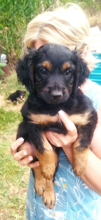 Отдам щенков даром