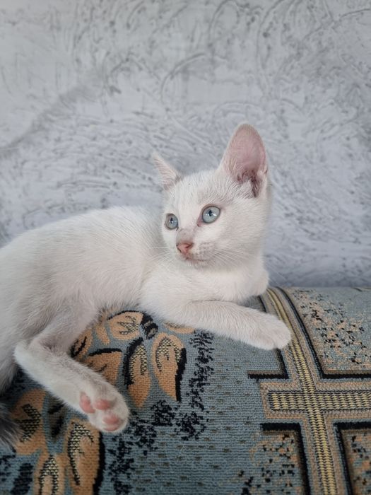 Котята в хорошие руки