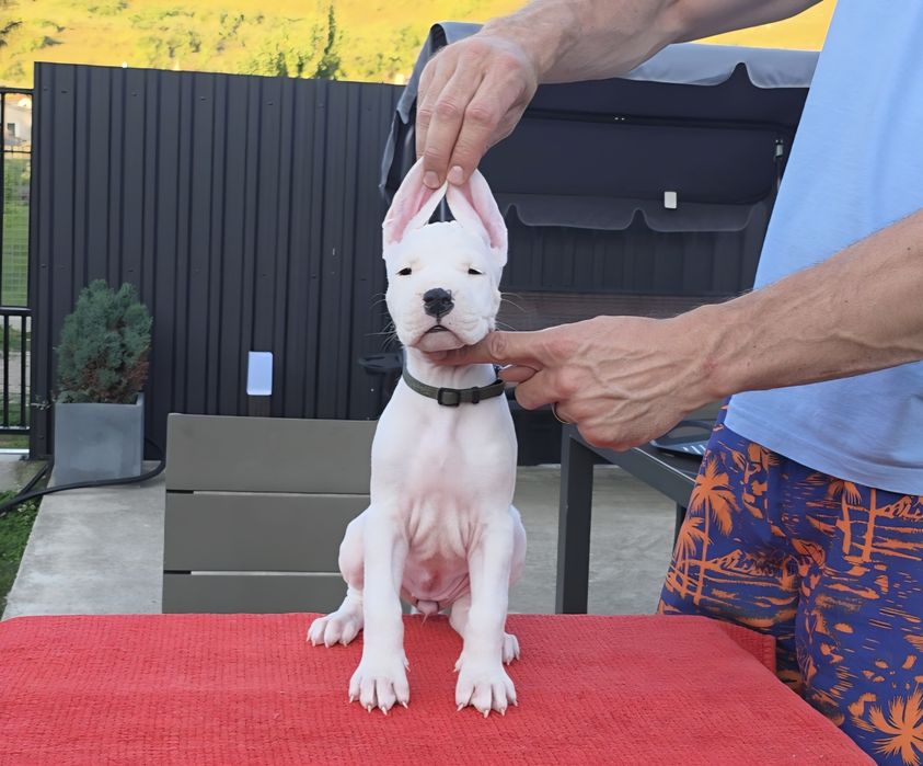 Dogo argentino/Dog argentinian