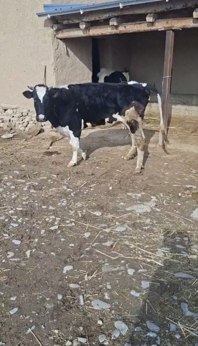 Golshteyn sigir sotiladi