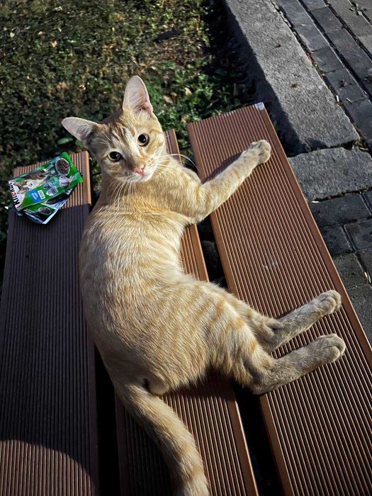 Котенок мальчик в добрые руки