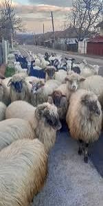 Oi capre românești