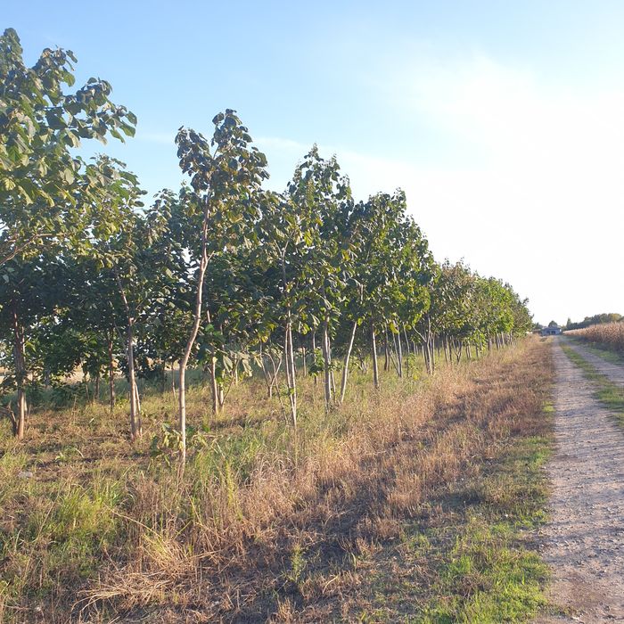 De vânzare puieți de pauloviniea sint cum se vede sint anul trecut și