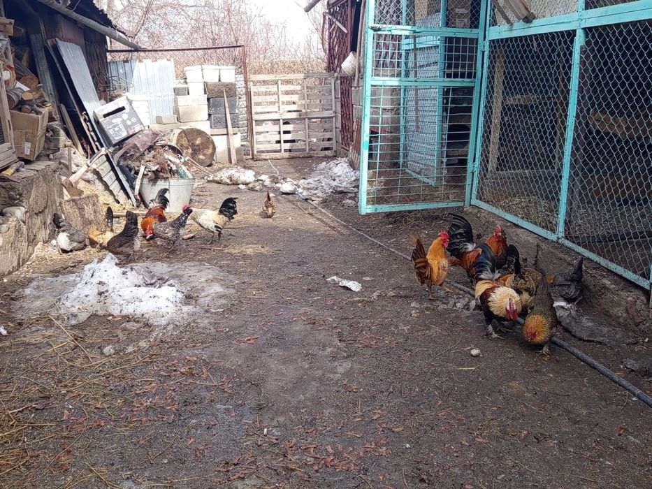 Карликовые куры г. Талгар