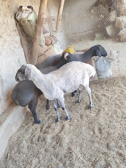 Qo'ylar sotiladi!