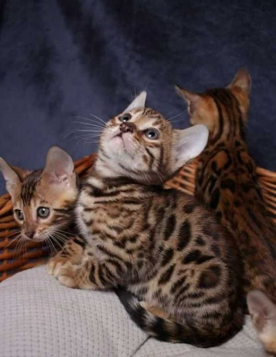 Бенгальские Детки