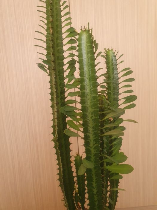 Cactus natural  .