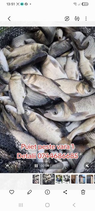 Puiet peste , crap , cteno , amur , fitofag , novac