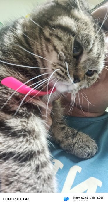 Британская скоттиш фолд. Девочка.