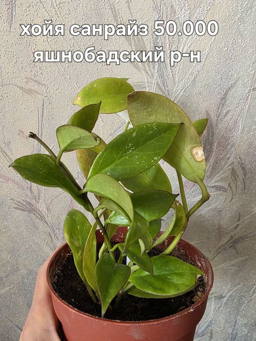 Продаю комнатные цветы