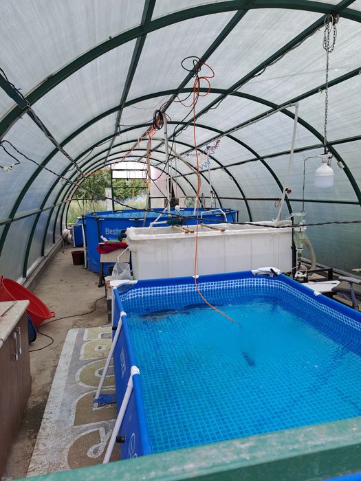 Рыбное хозяйство (готовый бизнес)