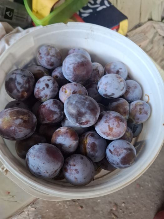 Prune negre gratuite