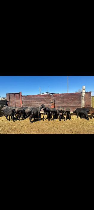 Семиз кошкарлар сатылады